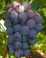 Raisin de table: alfonse lavallée e