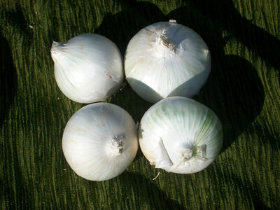 Oignon blanc doux