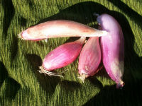 Oignon doux rouge de simiane