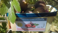 Figues barquette de 500 gr
