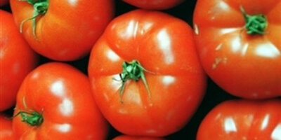 Tomates pour sauce