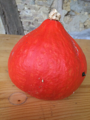 Courge potimarron