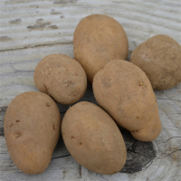 Pomme de terre trésor non lavée