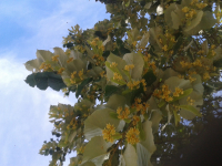 🐝😋assortiment de miels en trio (3)