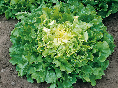 Salade chicorée scarole (grosse)