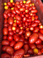 Tomates coulies (vimory et chalette)