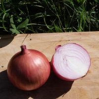 Oignon rouge d'amposta