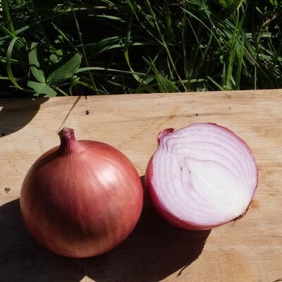 Oignon rouge d'amposta