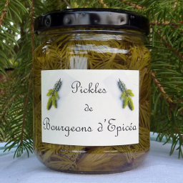 Pickles de bourgeons d'épicéa