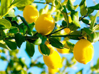 Marinade aux citrons confits bio aux