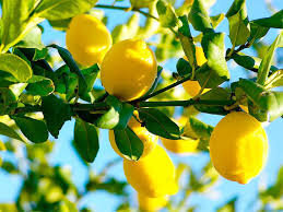Marinade aux citrons confits bio aux