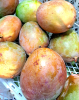 Mangue 'osteen'