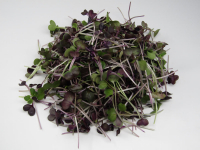 Micro pousses radis rose