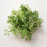 Micro pousses cresson