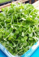 Micro pousses de roquette