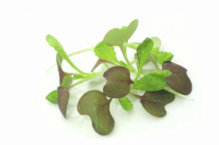 Micro pousses de moutarde