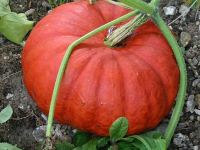 Courge rouge d'étampes