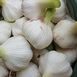 Ail   à la tete