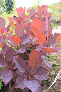 Cotinus grace 50/80 (arbre à perruques)
