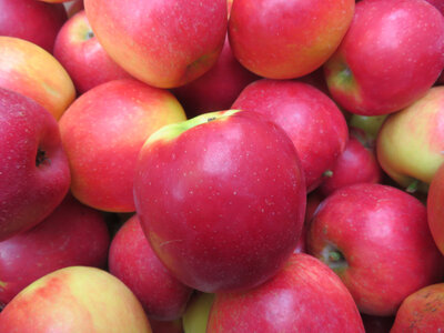 Pomme crimson crisp