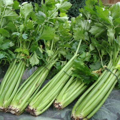 Céleri branche issu du potager 