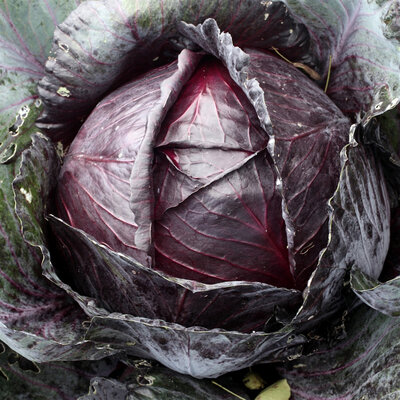 Chou cabus rouge issu du potager bio de servigny