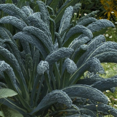 Chou kale noir de toscanes issu du potager bio de servigny