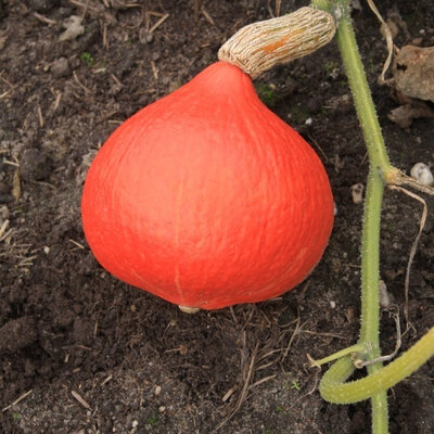 Courge potimarron issue du potager bio de servigny