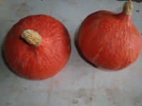 Potimarron environ 1kg300 et 1kg600