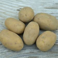 Pommes de terre ditta