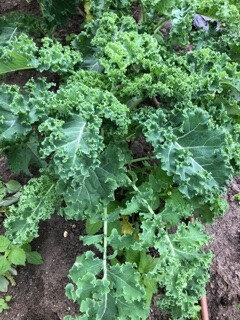 Choux kale