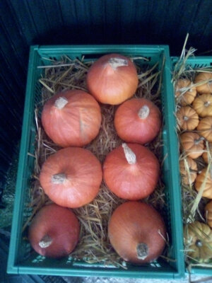 Potimarron entre 1.500 et 2 kg