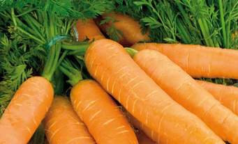 Carottes