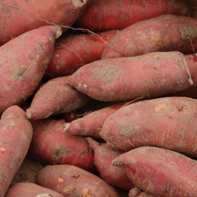 Patate douce