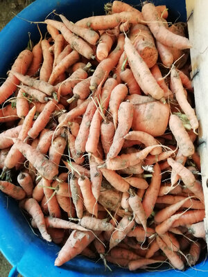 Carottes antigaspi 1kg
