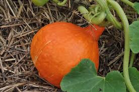 Potimarron bio