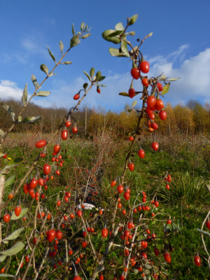 Baies de goji fraiches du beaujolais