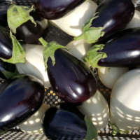 Aubergine