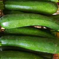 Courgettes  petits calibres