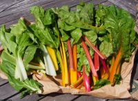 Bettes-multicolores 500g