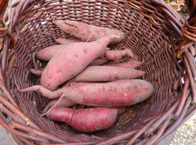 Patate douce - 500g
