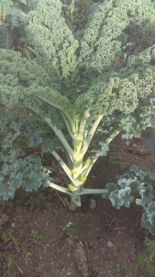 Chou kale