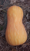 Courge de naples