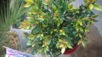 Photinia nain
