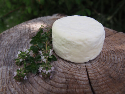 Crottin demi-sec pur chèvre