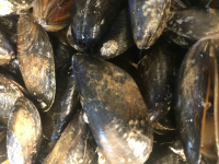 Moules de bouchot du mont saint-michel