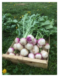 Navets 500g