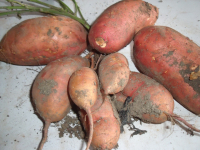 Patate douce blanche et rouge