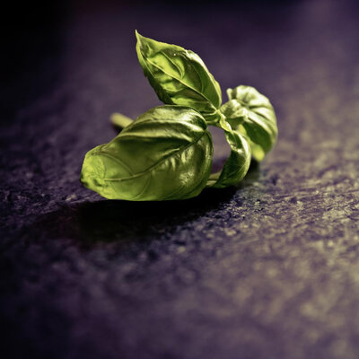 Basilic