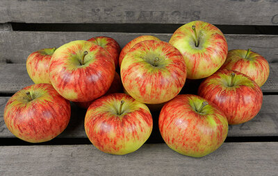 Pomme valstar